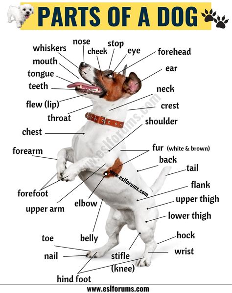 Dog Anatomy List Of Useful Parts Of A Dog From Head To Tail Dog
