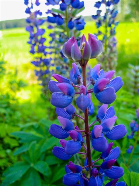 Wild Blue Lupins Stock Photo Image Of Background Blue 97546502