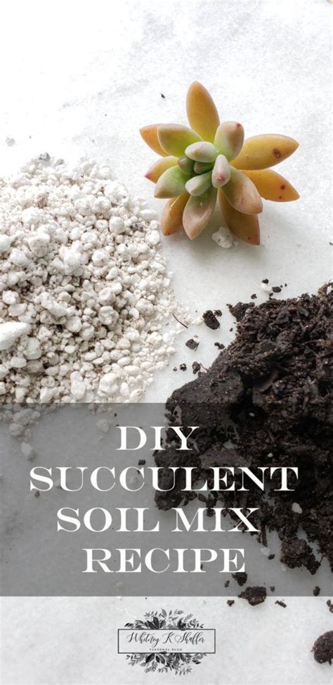 How To Choose The Best Succulent Soil For Your Plants Succulent Source