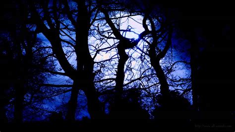 Forest At Night Sounds Owls And Crickets Rustling Leaves And Wind