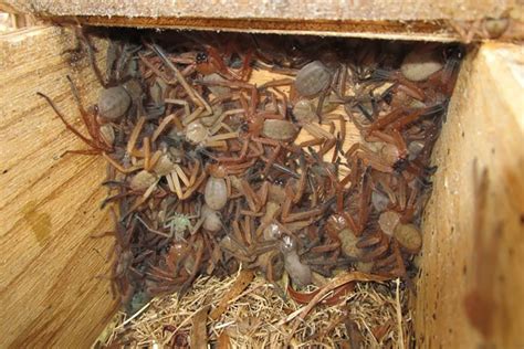 Rare Photos Of Huntsman Spider Nest Are The Most Terrifying Thing You