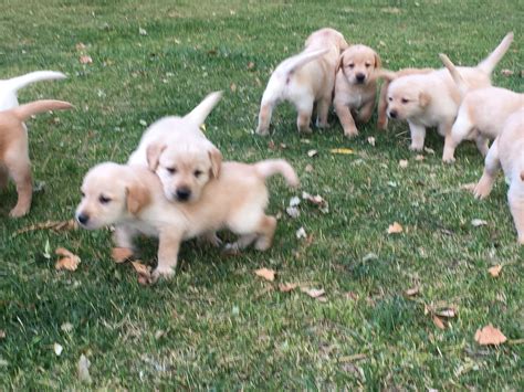 Premium Litter Of Yellow Labrador Retriever Puppies For Sale