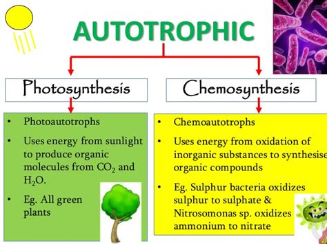 What's the difference between autotroph and heterotroph? BIOLOGY FORM 4 CHAPTER 6 - NUTRITION PART 1