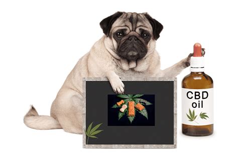Cbd Oil For Dogs What You Need To Know K9uchicago