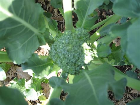 Italica) is an edible green plant in the cabbage family (family brassicaceae, genus brassica) whose large flowering head, stalk and small associated leaves are eaten as a vegetable. Using the WHOLE broccoli plant. Yummers | Broccoli plant ...