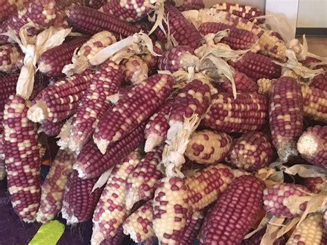 25 Purple Waxy Corn Seeds Asian Sticky Glutinous Corn Etsy Canada