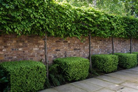 Tea trees is a general term used for a group of large shrubs or small trees in the myrtle family primarily native to australia and new zealand. West London - KR Garden Design