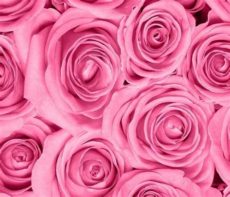 Yuk, buat lebih menarik dengan menambahkan gambar gerak. Wow 24 Gambar Bunga Untuk Wallpaper Whatsapp- 40 Wallpaper Whatsapp Bunga Postwallpap3r Sketsa ...