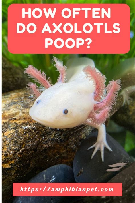 In This Article Well Discuss What Axolotl Poop Looks Like How Often
