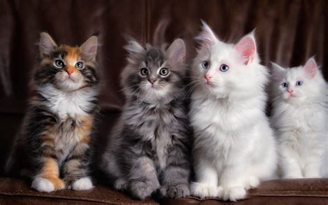 Cats Wallpaper ·① Download Free Hd Wallpapers Of Cats For
