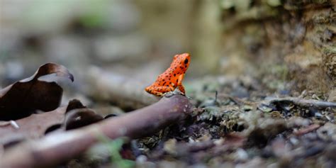 The sumatran rabbit is the rarest animal in the world, which has only been seen a few times and photographed a couple. 15 Of The Rarest Animals In The World - RoughMaps | Where ...