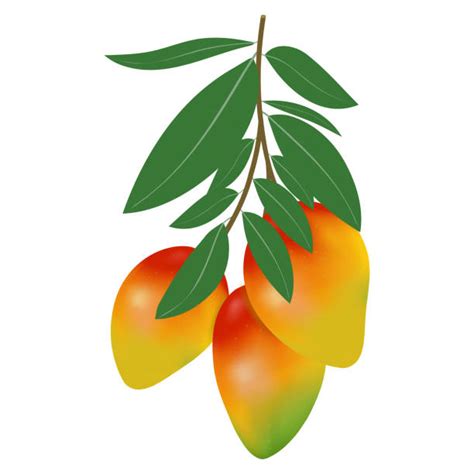 Mango Tree Illustrations Royalty Free Vector Graphics And Clip Art Istock