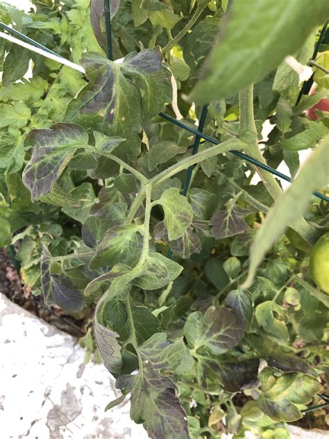 Purple & black tomato plants. Tomato Plant leaves turning Black on side facing east is ...