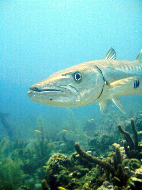 Barracuda, monte san giusto, italy. Welcome To Fun2shh World: Latest Barracuda Fish Wallpapers ...