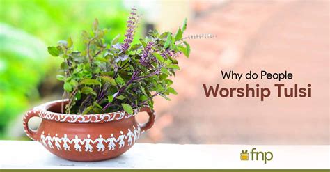 Why Do Hindus Worship Holy Basil Fnp