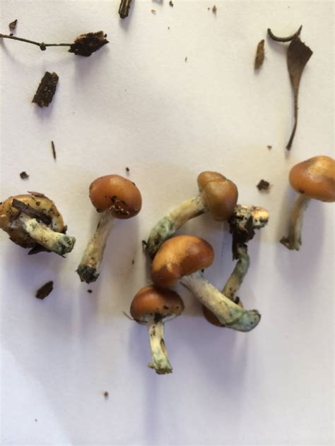 Psilocybin Subaeruginosa Id Request And Woodchip Question Mushroom