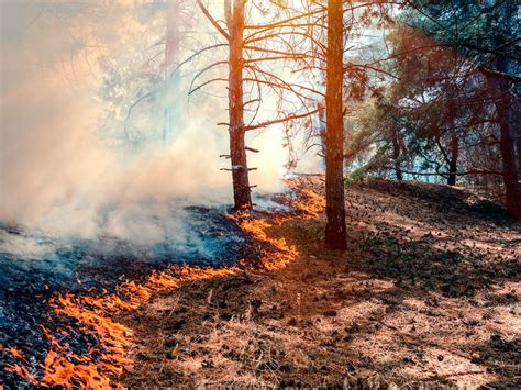 cómo afecta el cambio climático a los incendios forestales naturaliza