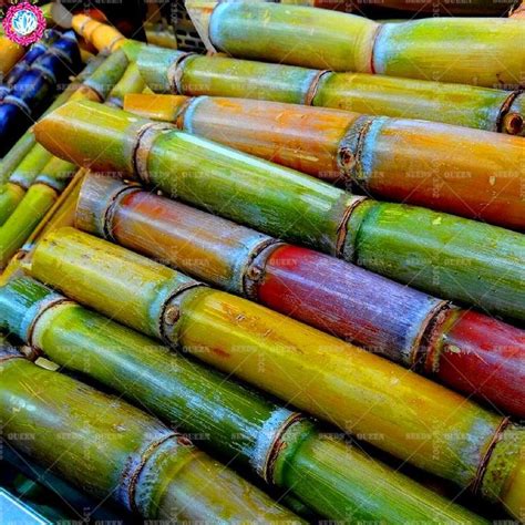 100pcs Mixed Colors Sugar Cane S Natural Organic Rainbow Vegatable S