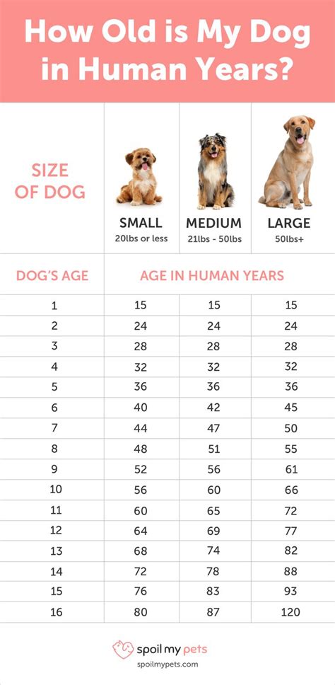 It is really difficult to tell how old a dog really is. Dog Age Chart: See How Old Your Dog is in Human Years ...