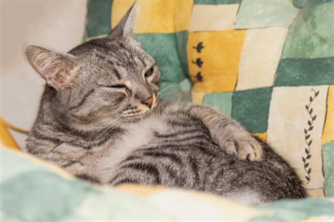 Learn about potential causes, treatments, and ways to prevent it. Cat Pulling Hair Out: Causes & Treatment - We're All About ...