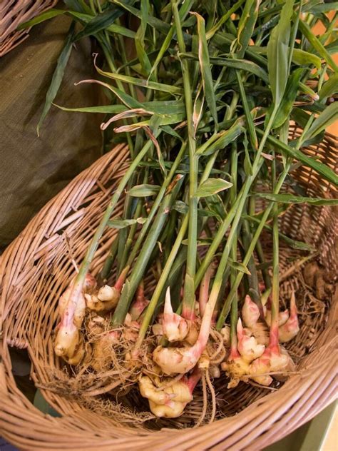 Growing Ginger With Helpful Tips For Indoor And Outdoor Growing Insteading