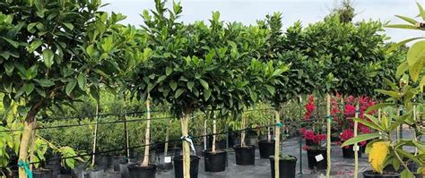 8 Best Fruit Trees To Grow In Central Florida Fruit Trees In Florida