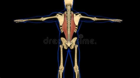 Rectus Abdominis Muscle Anatomy For Medical Concept 3d Animation Stock