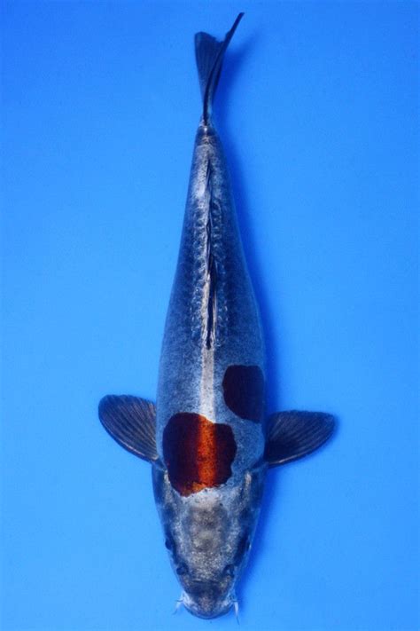 Doitsu metallic ochiba koi | Peces de colores, Animales, Peces