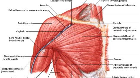 Irritable bowel syndrome, disorders of the heart, pancreas and spleen. Shoulder muscles and chest - human anatomy diagram ...