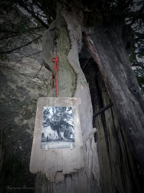 Najstarsze Drzewa Dla Najstarszego Drzewa Oldest Trees For The Oldest