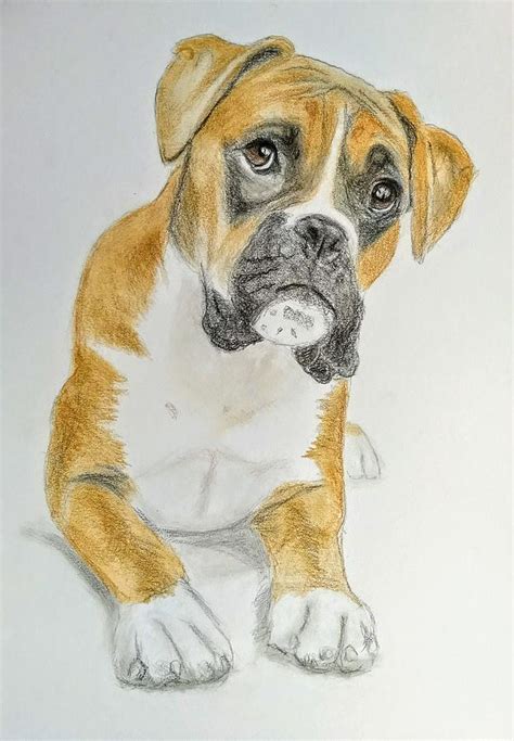 37 Drawing Of Boxer Dog Photo Bleumoonproductions