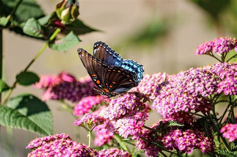 Christian Images In My Treasure Box Red Spotted Purple Limenitis