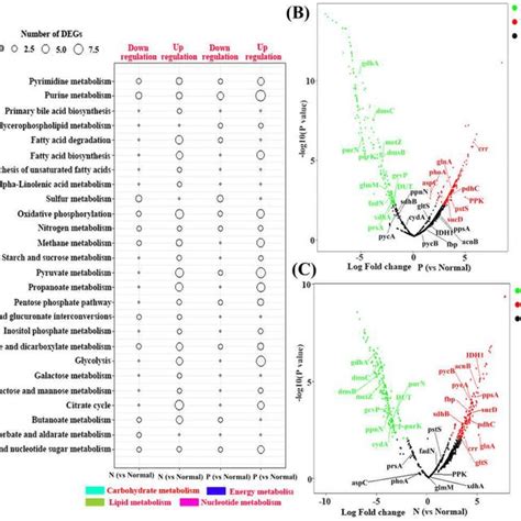 More detailed version coming in the future.! (PDF) Nutrient-imbalanced Conditions Shift the Interplay ...