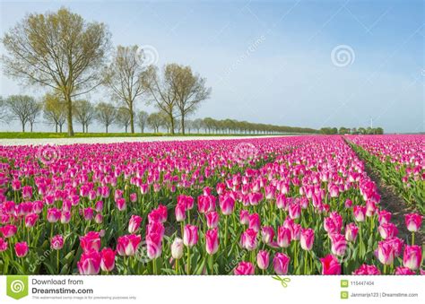 Field With Colorful Tulips Below A Blue Cloudy Sky Stock Photo Image