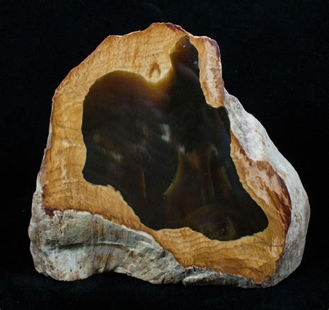 Free Standing Petrified Wood Rogers Mountain Oregon For Sale 3201
