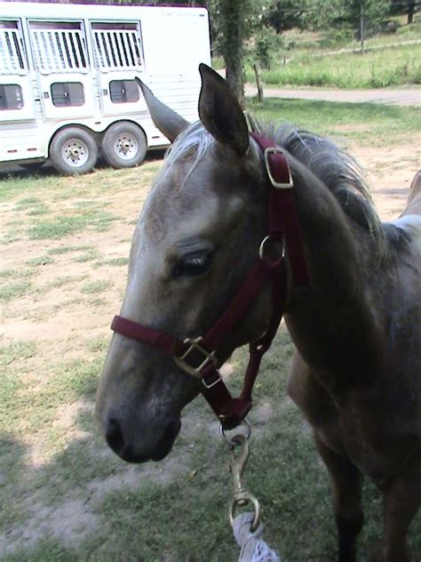 I have heard it used interchangeably with buckskin horses that were going gray and buckskins with roaning as well. is my foal a silver buckskin?