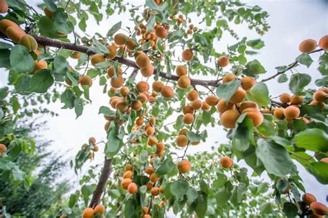 Premium Photo Many Apricot Fruits On A Tree In The Garden On A Bright