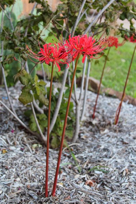 A good time to plant is usually oct. Rainbow Magic Sparkle Butterfly : Fall Roses and Flowers ...