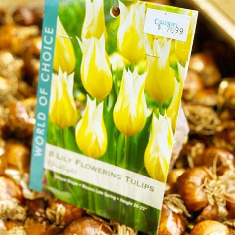 13 Fall Bulbs To Plant Now For Spring Color Calloways Nursery