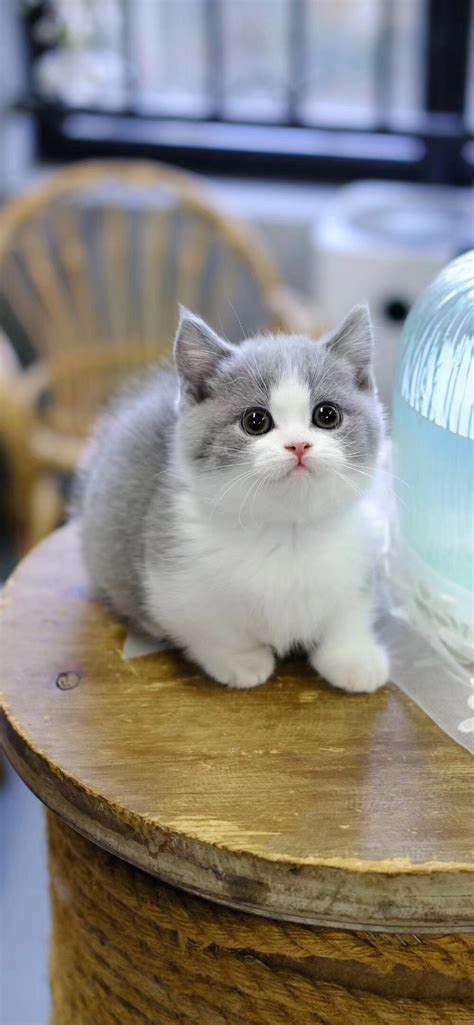 From 白 (shiro, white) +‎ 猫 (neko, cat). 英短蓝白猫 - 臻宠汇宠物商城