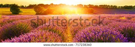 Lavender Field Sunset Stock Photo 717238360 Shutterstock
