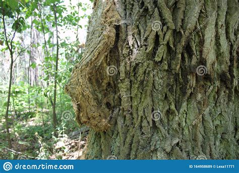 Tree Bark In The Forest Stock Image Image Of Mature 164958689