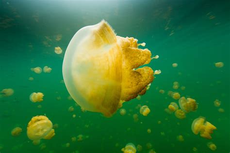 How Jellyfish Rule The Seas Without A Brain