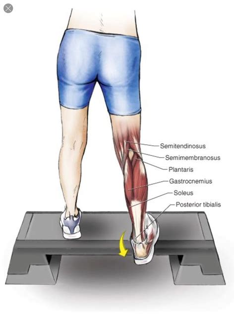 Calf Stretch Soleus Muscle Stretch Calf Muscles Calf Stretches Gastrocnemius Muscle