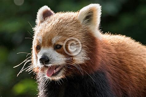 Red Panda Close Up Mouth Open Wildlife Reference Photos For Artists