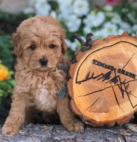 Contact us to buy labrador & retriever puppies all over tennessee and mississippi. Mini Goldendoodles and Mini Bernedoodles in Utah by Timber Creek Doodles
