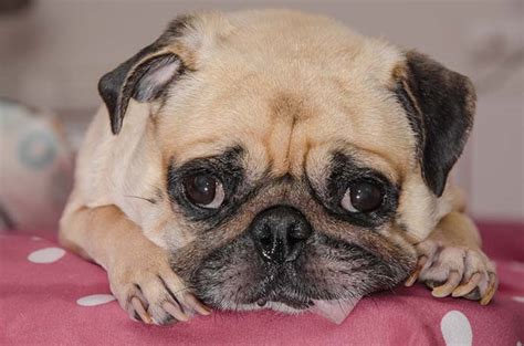 Often this cough is not productive, and does not produce any mucus or fluid, outside of some minor phlegm or blood. Is Your Dog Faking a Cough? Here's How to Tell - Top Dog Tips