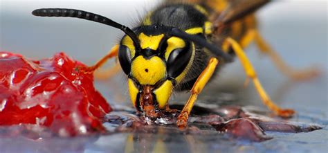 10 Facts About Wasps Debugged