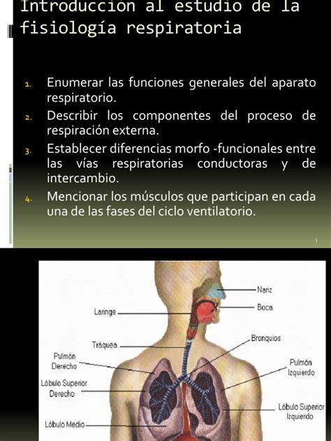 Funciones Del Sistema Respiratorio Sistema Respiratorio Pulmón