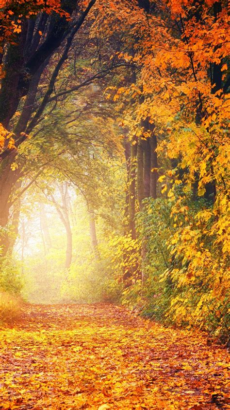 Download 1080x1920 Path Autumn Fall Trees Forest